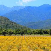 Haute Corse © Domaine Amuredda