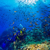 Corse du Sud © Robert Palomba