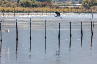 Oiseaux à l'étang de Biguglia