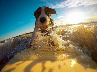 Voyager avec son animal de compagnie : l’essentiel à savoir pour des vacances réussies 