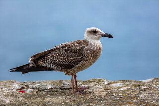 oiseaux îles cerbicale corse