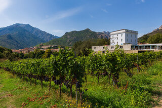 Vignoble Antoine Guelfucci