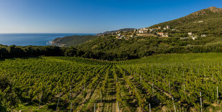 Vignes corse