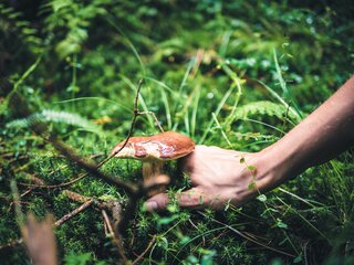 Champignons en Corse